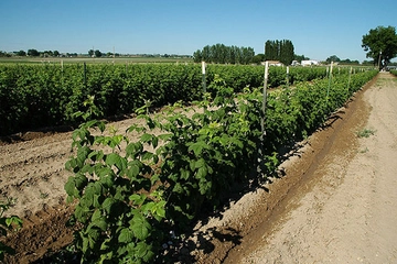 Ahududu Fidanı Türleri ve Özellikleri